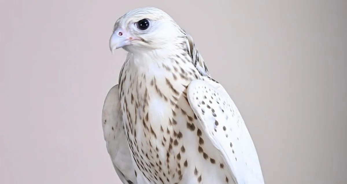 Rare White Falcon Sells for Dh1.5 Million at ADIHEX 2026 in Abu Dhabi, UAE
