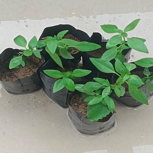 Thai Basil Plant – Aromatic Herb for Cooking & Wellness