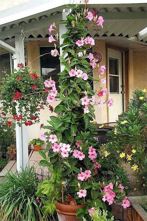 Mandevilla / Rocktrumpet