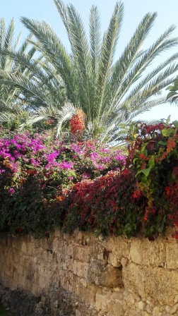Real dates and bright bourganvillea