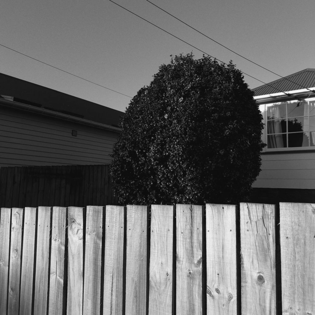 Black-and-white photograph of a large rounded tree behind a pale timber fence. Houses frame the tree on both sides, utility wires cross the sky, and bright sunlight reveals the grain and knots of the vertical fence boards.