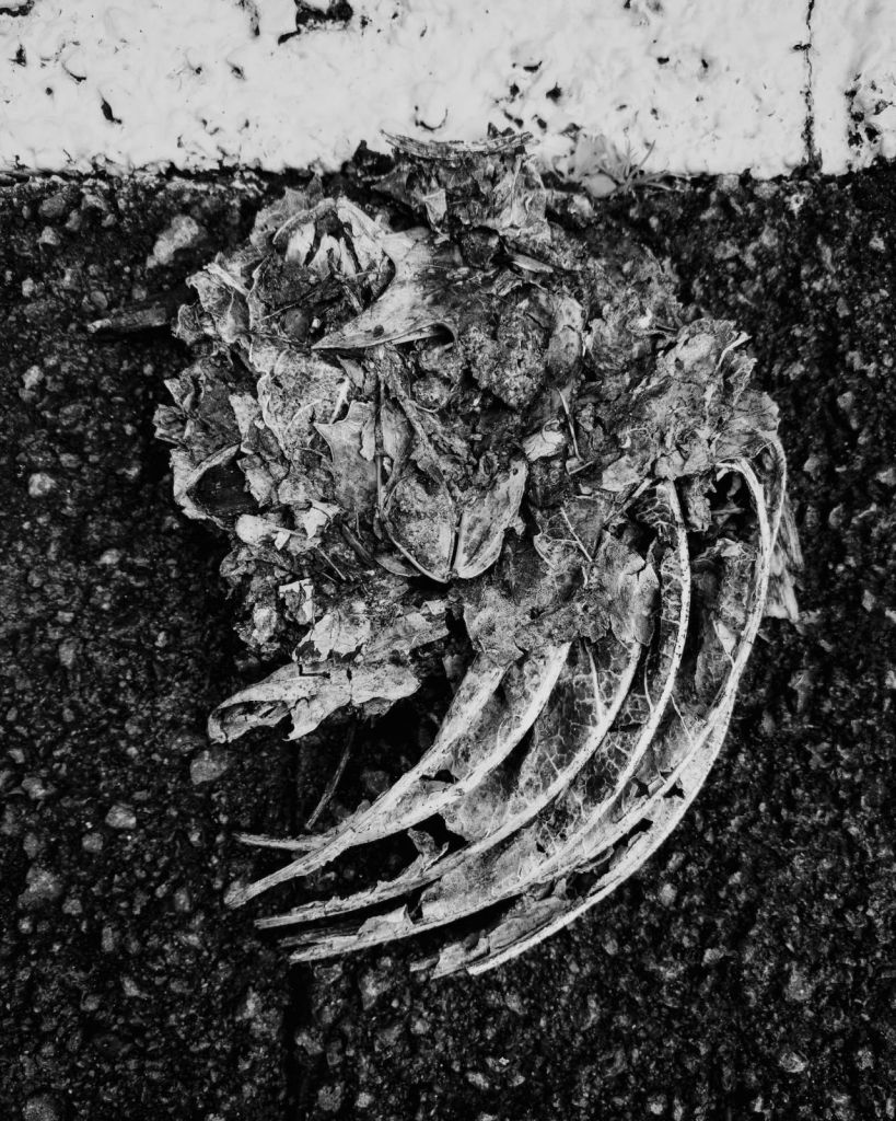 Black-and-white overhead photograph of decomposed animal remains on dark asphalt, with curved ribs and thin bones extending from a dense dried mass beneath the edge of a pale painted road marking.