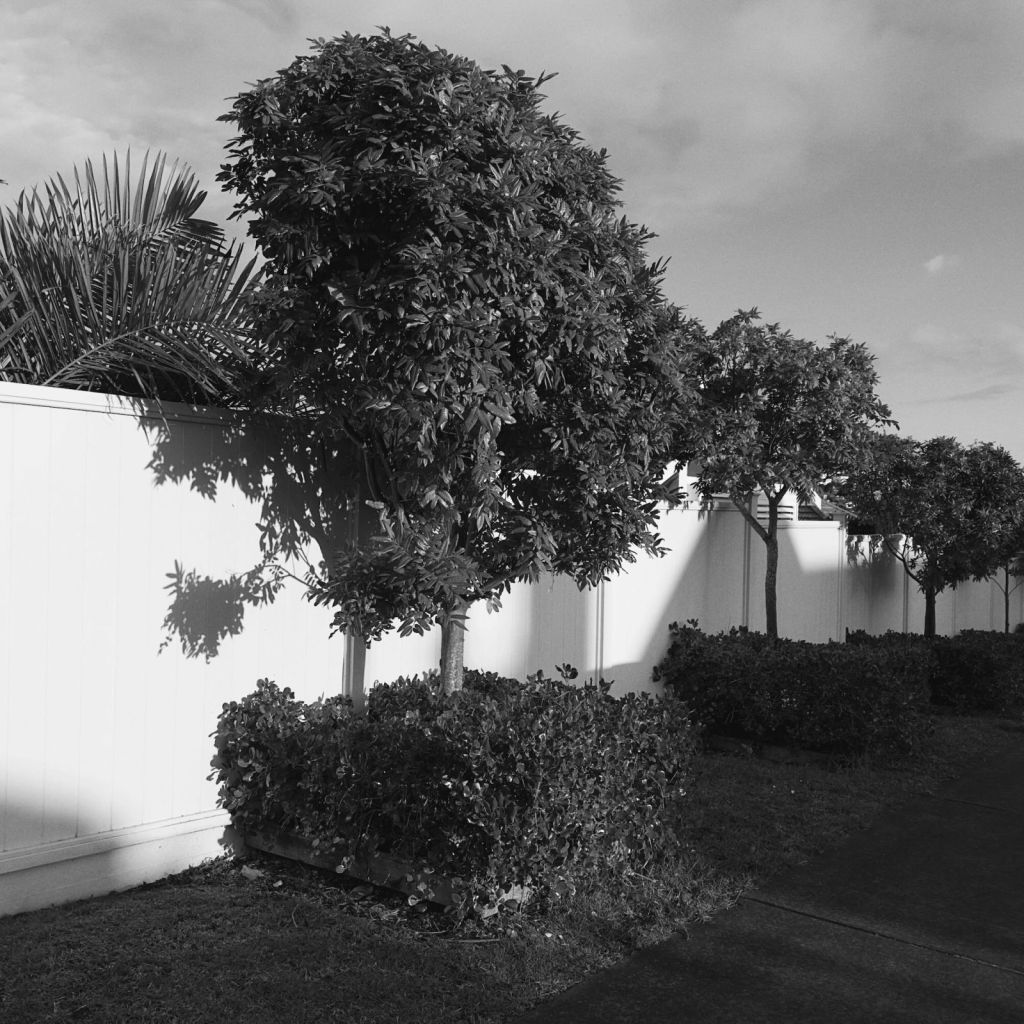 Black-and-white photograph of pruned trees and squared hedges beside a tall white fence. A large rounded tree dominates the foreground, while smaller evenly spaced trees recede along a narrow pavement through alternating sunlight and shadow.