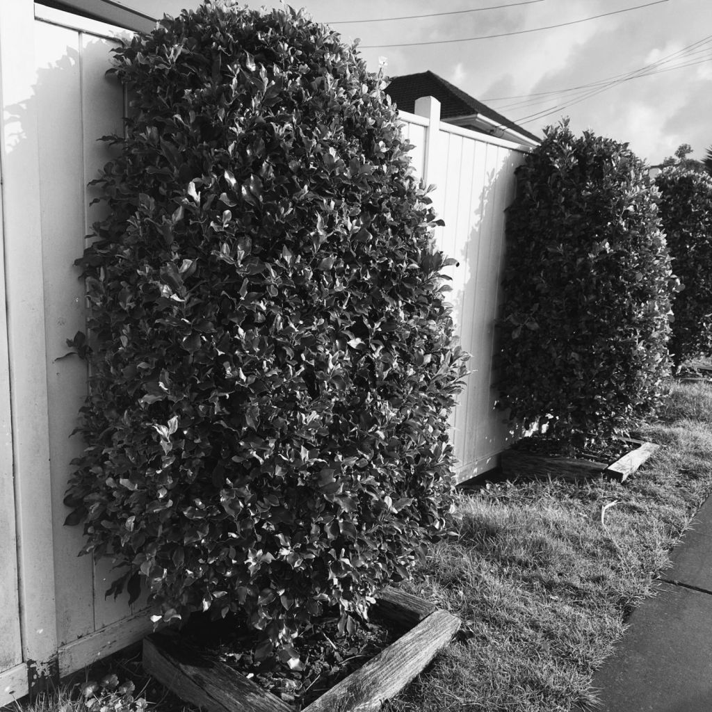 Square black-and-white photograph of tightly clipped shrubs spaced along a white-painted wooden fence. The nearest leafy bush dominates the foreground, with two smaller shrubs receding beneath power lines and a lightly clouded sky.