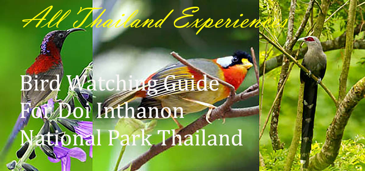 Guide for Bird Watching at Doi Inthanon National Park Chiang Mai Thailand