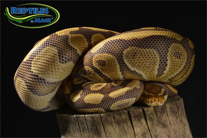 Ball Pythons Mania - Landscape Illustrations - Amazing Desktop Collection