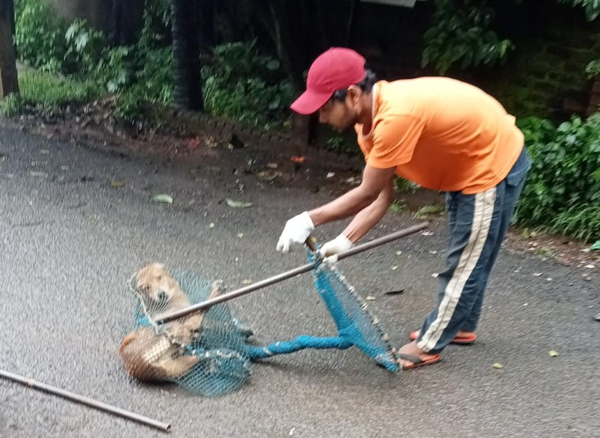 stray-dogs-catch