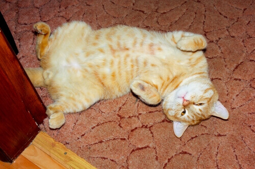 Orange Tabby Cats Facts Lifespan Intelligence We Re All About Cats