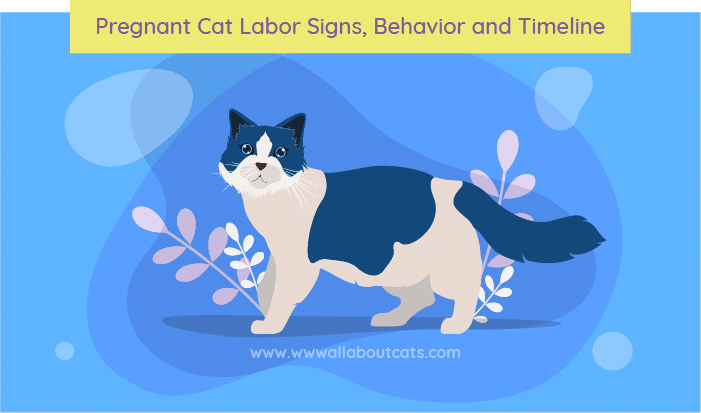Pregnant Cat Labor Signs Behavior And Timeline We Re All About Cats