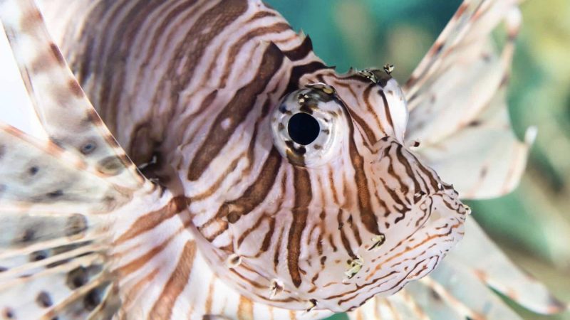 Let’s Go Fishing For Fun Facts About Fish Tanks 1 Exotic fish are becoming popular, even in places like Las Vegas.