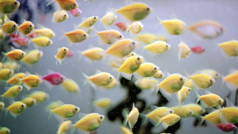 Let’s Go Fishing For Fun Facts About Fish Tanks 2 Colorful fish. African cichlids do especially well in Las Vegas.