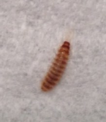 worms brown tiny carpet stripes counter worm bugs larvae striped bedroom resnooze