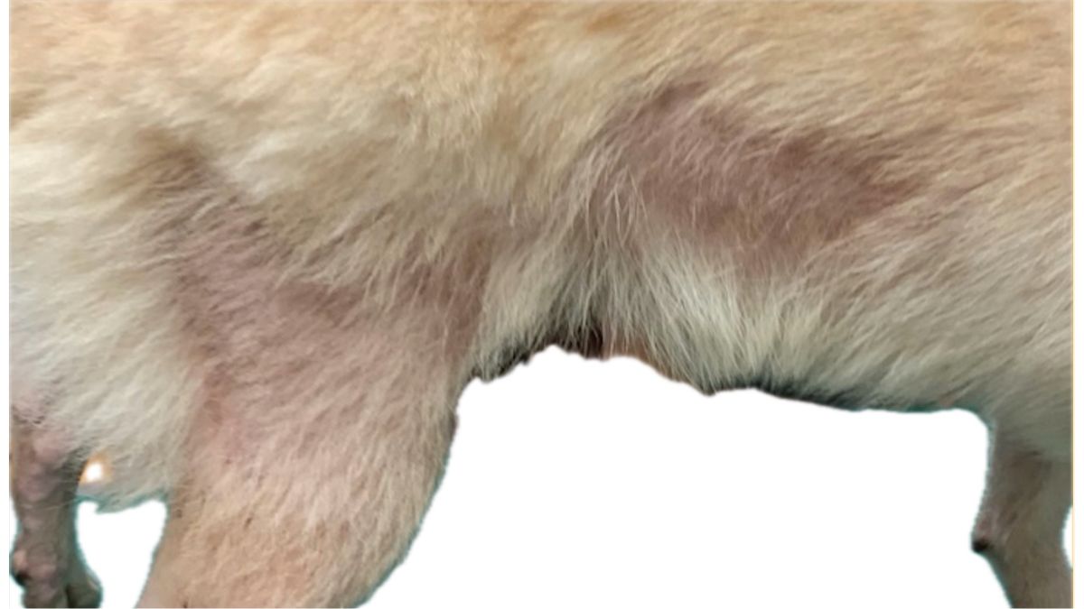 犬のアトピー性皮膚炎、発疹のない掻き壊し