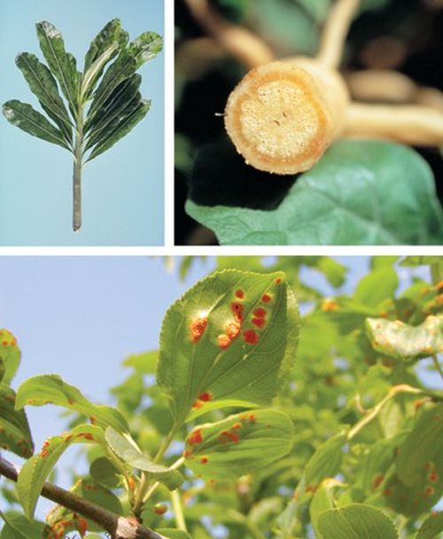 Allan Truax From Crosby ND Returns