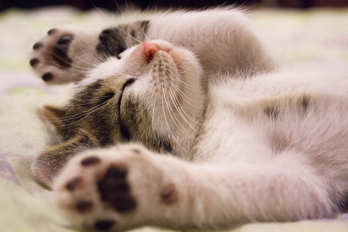 Essentials when caring for your new kitten.