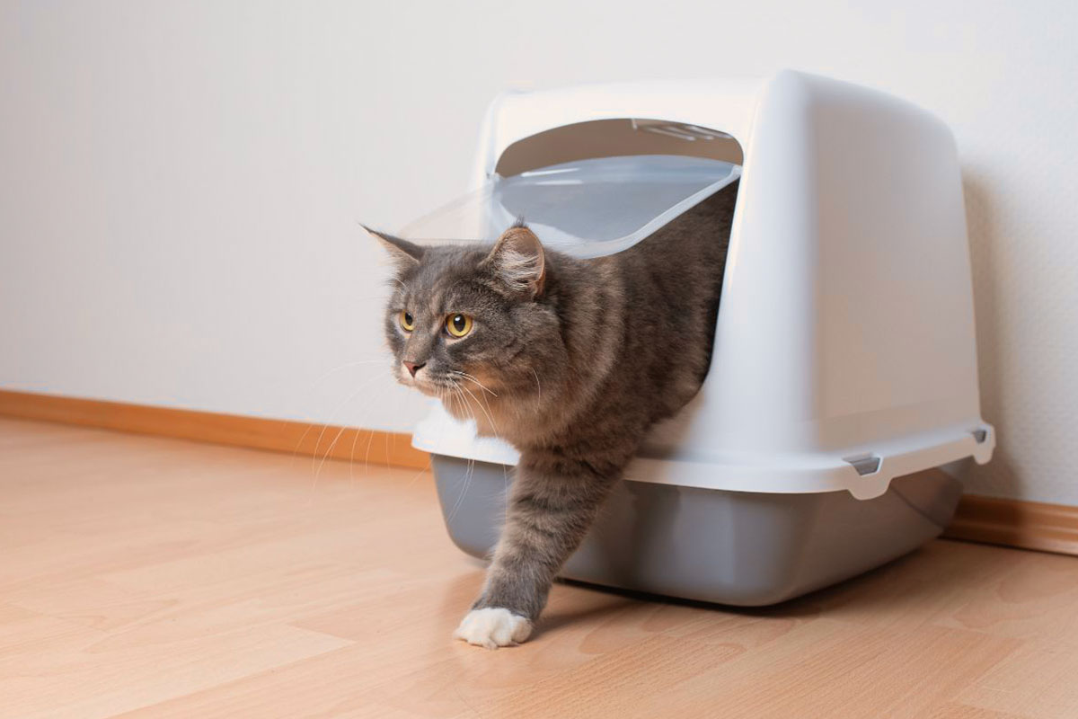 Litter box training and tips