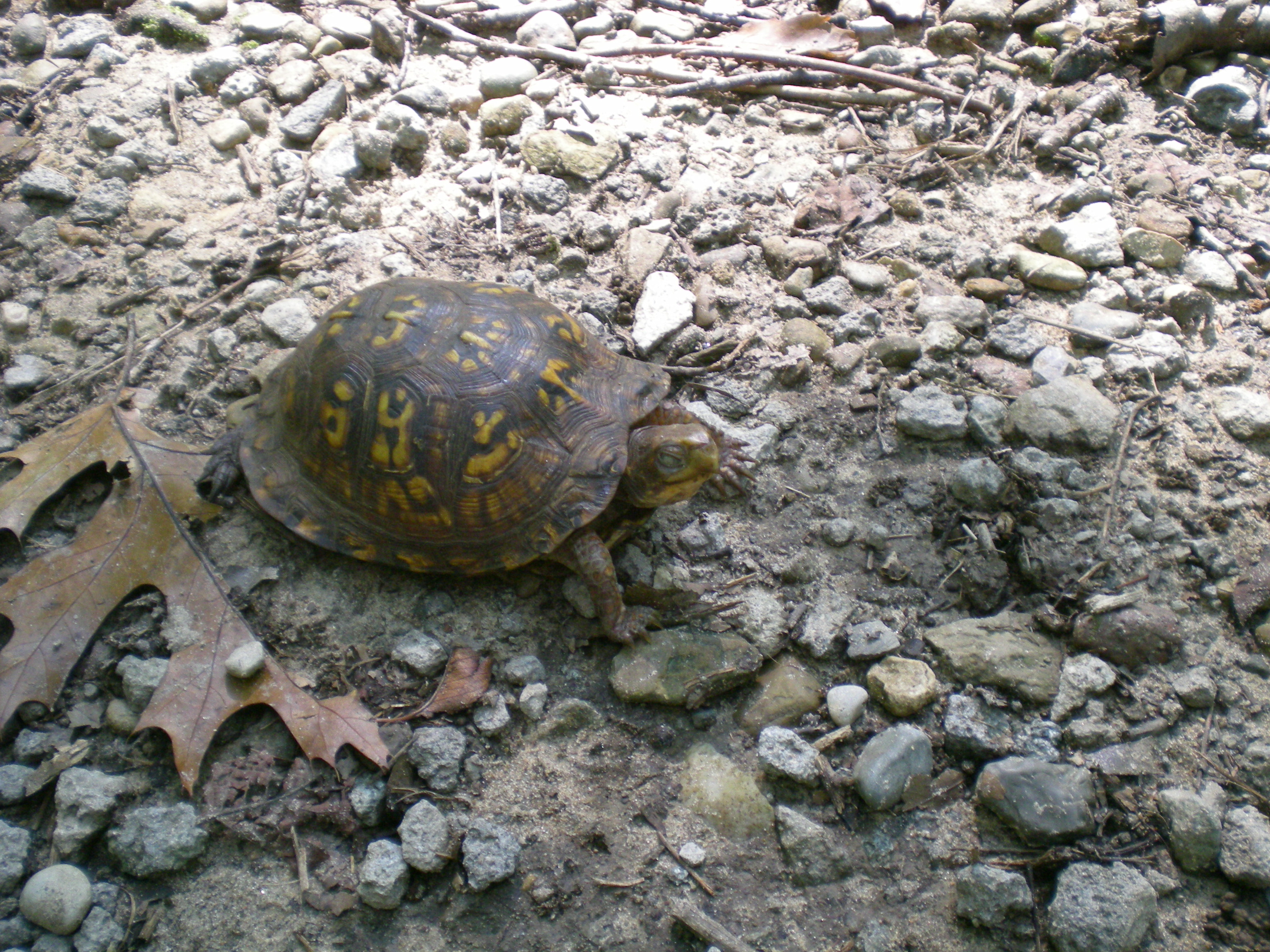 August - our turtle friend at Potato Creek State Park