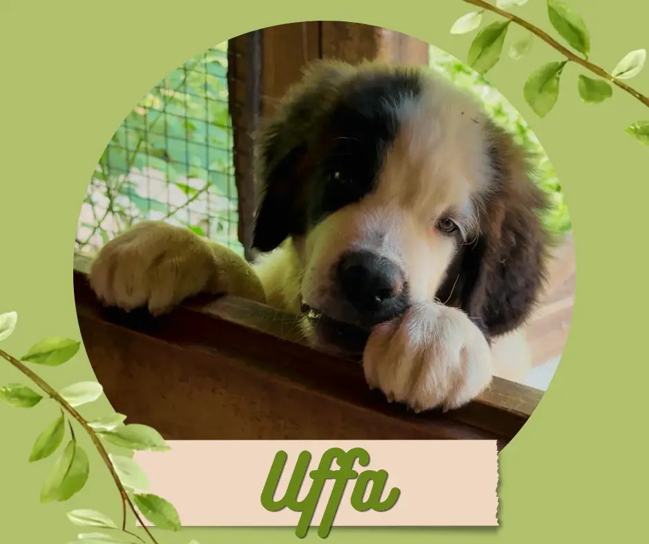 uffa