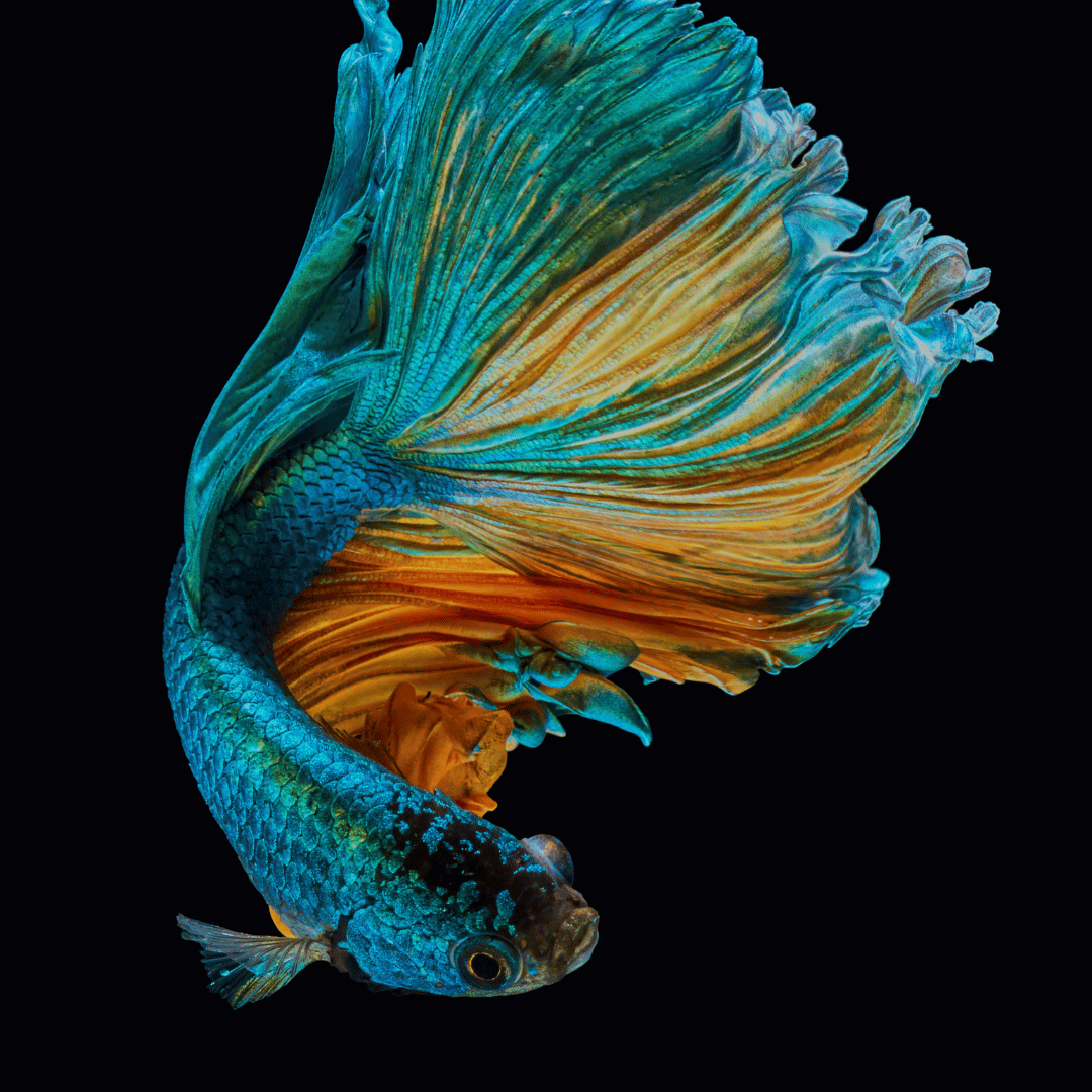 BettaFish8