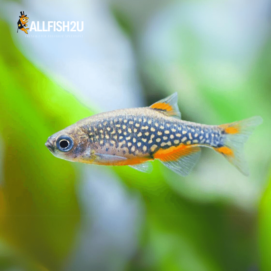 Galaxy Rasbora 2