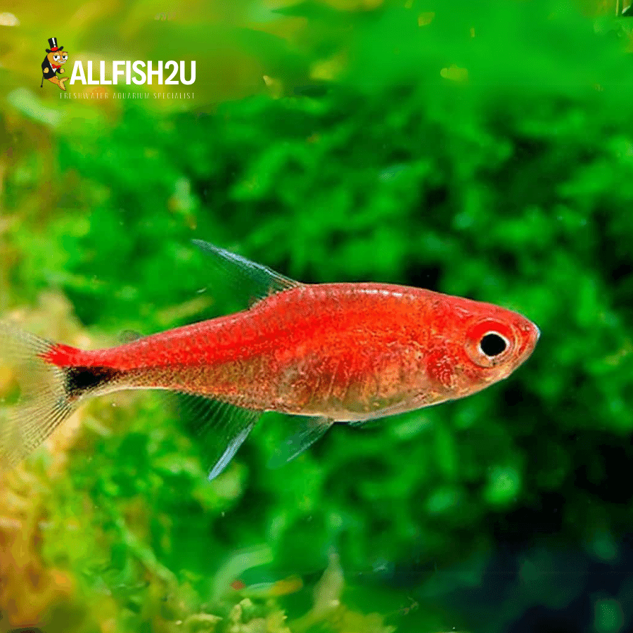 Ruby tetra 4