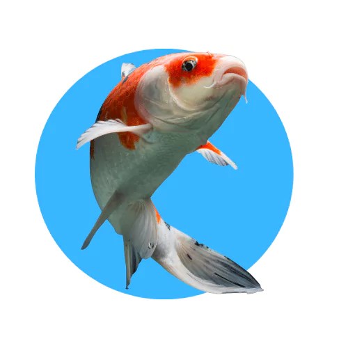 Koi
