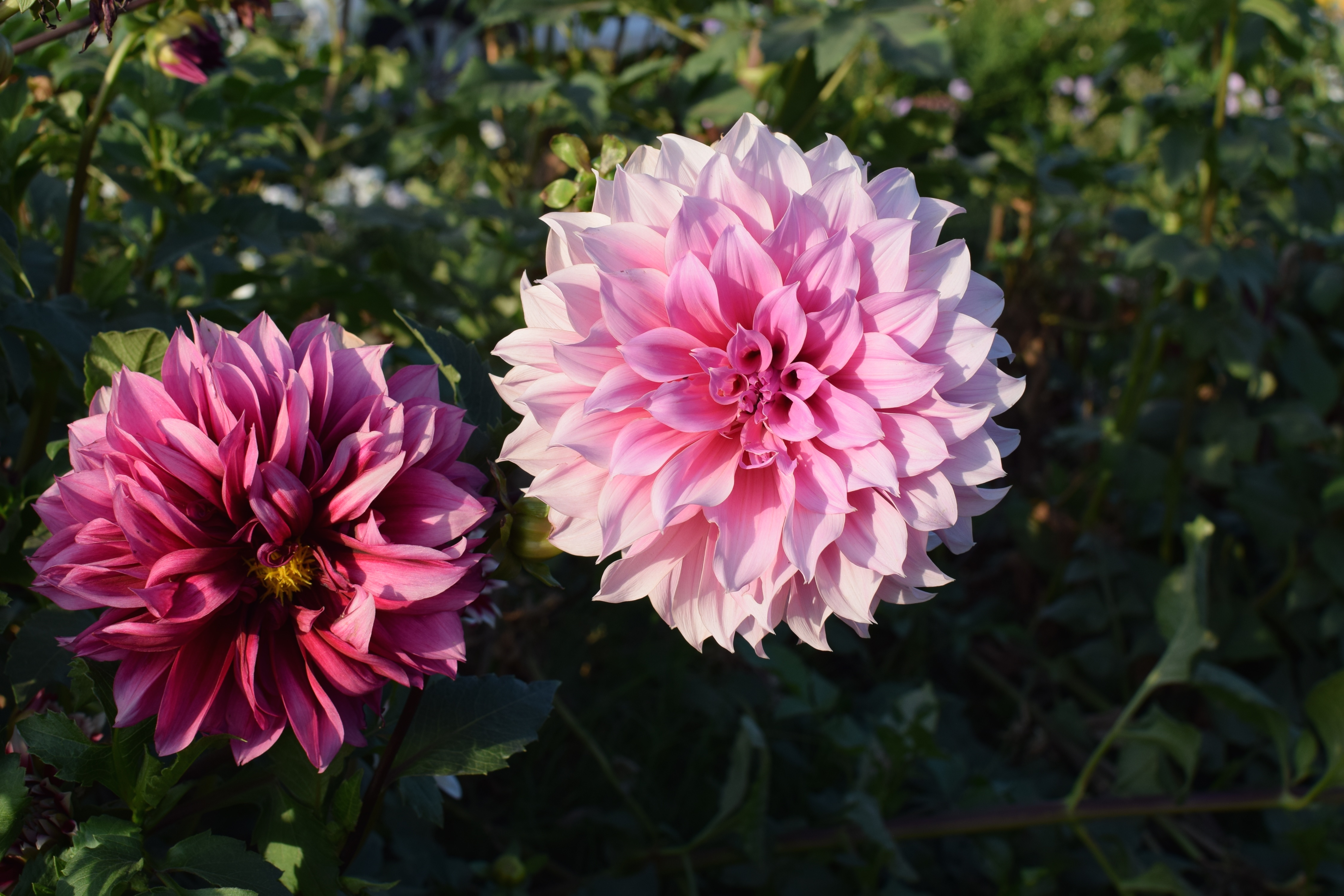 Pink Flower