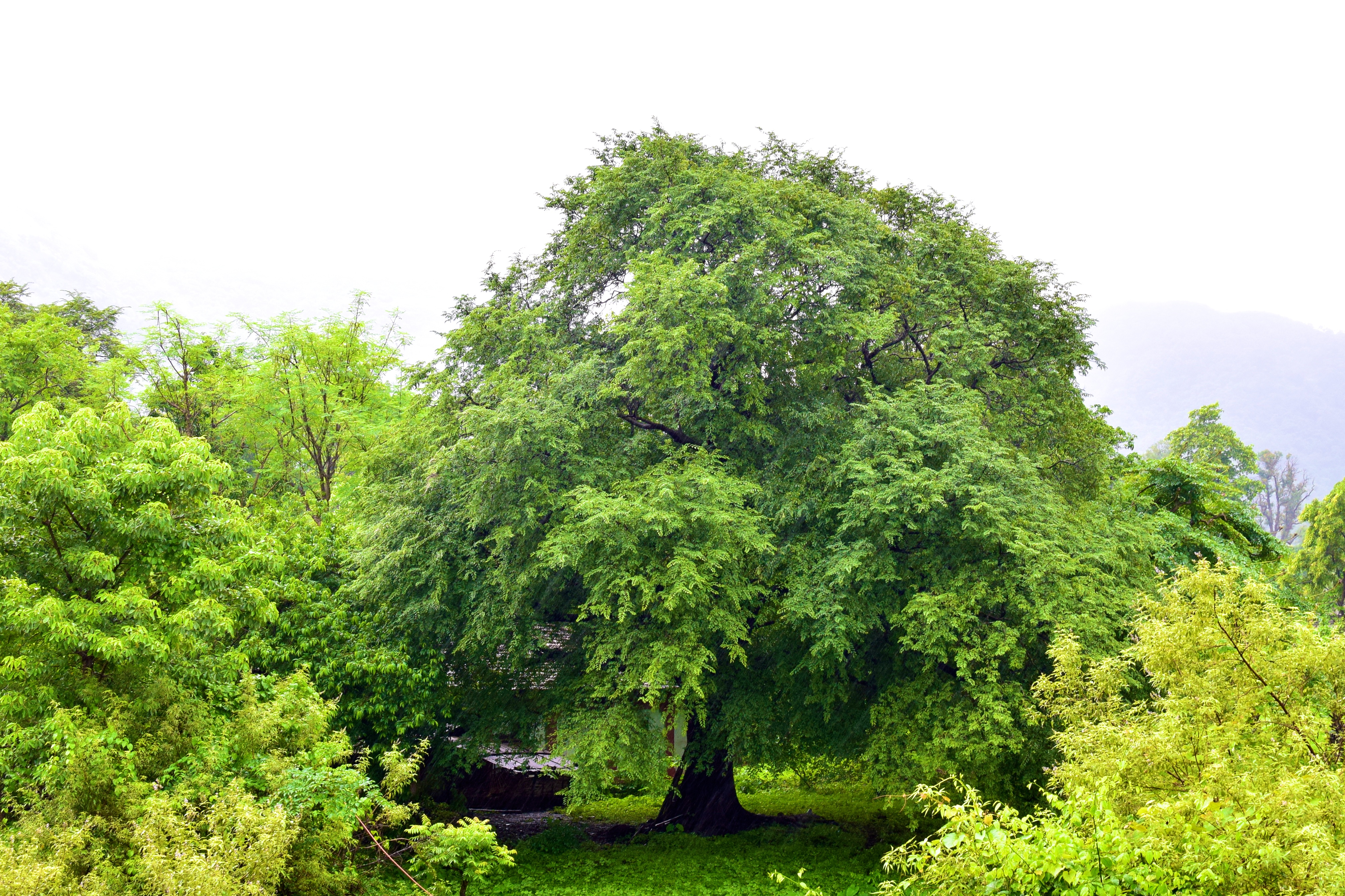 Oak Tree