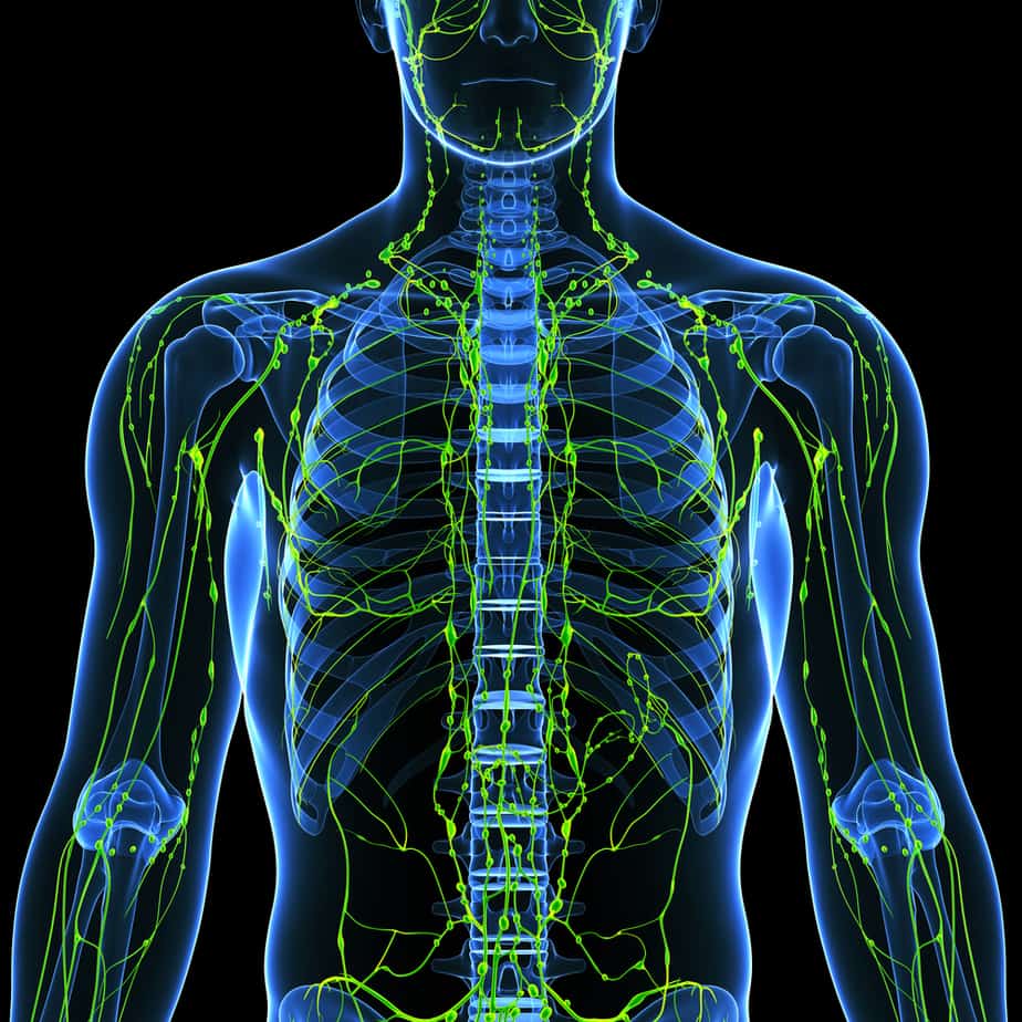 Lymphatic system teaching resources
