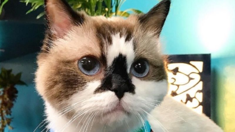 Kitty Albert Has 465k Fans On Instagram: Now You Can See Why!