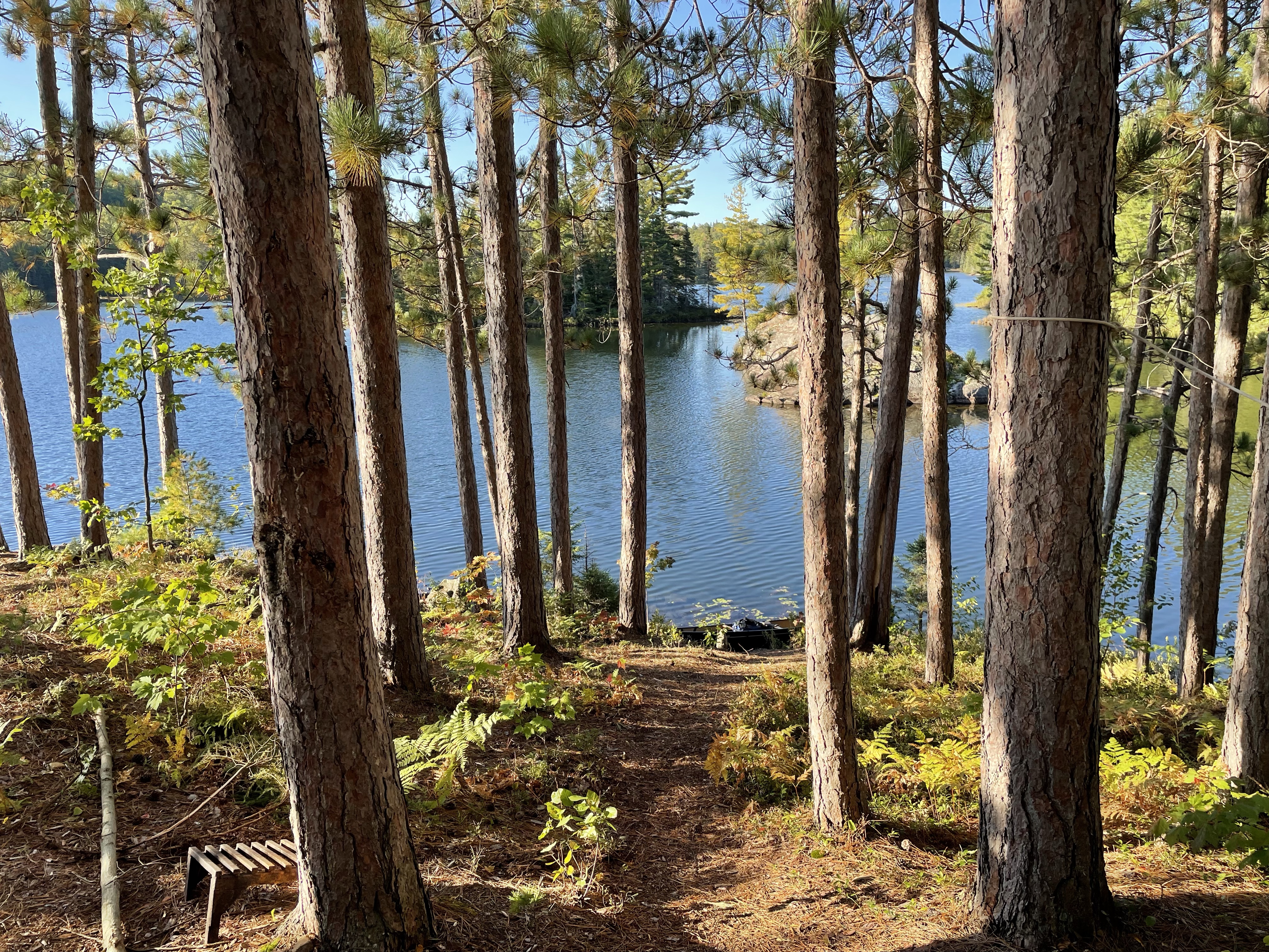 A view of Pinetree Lake through pine trees