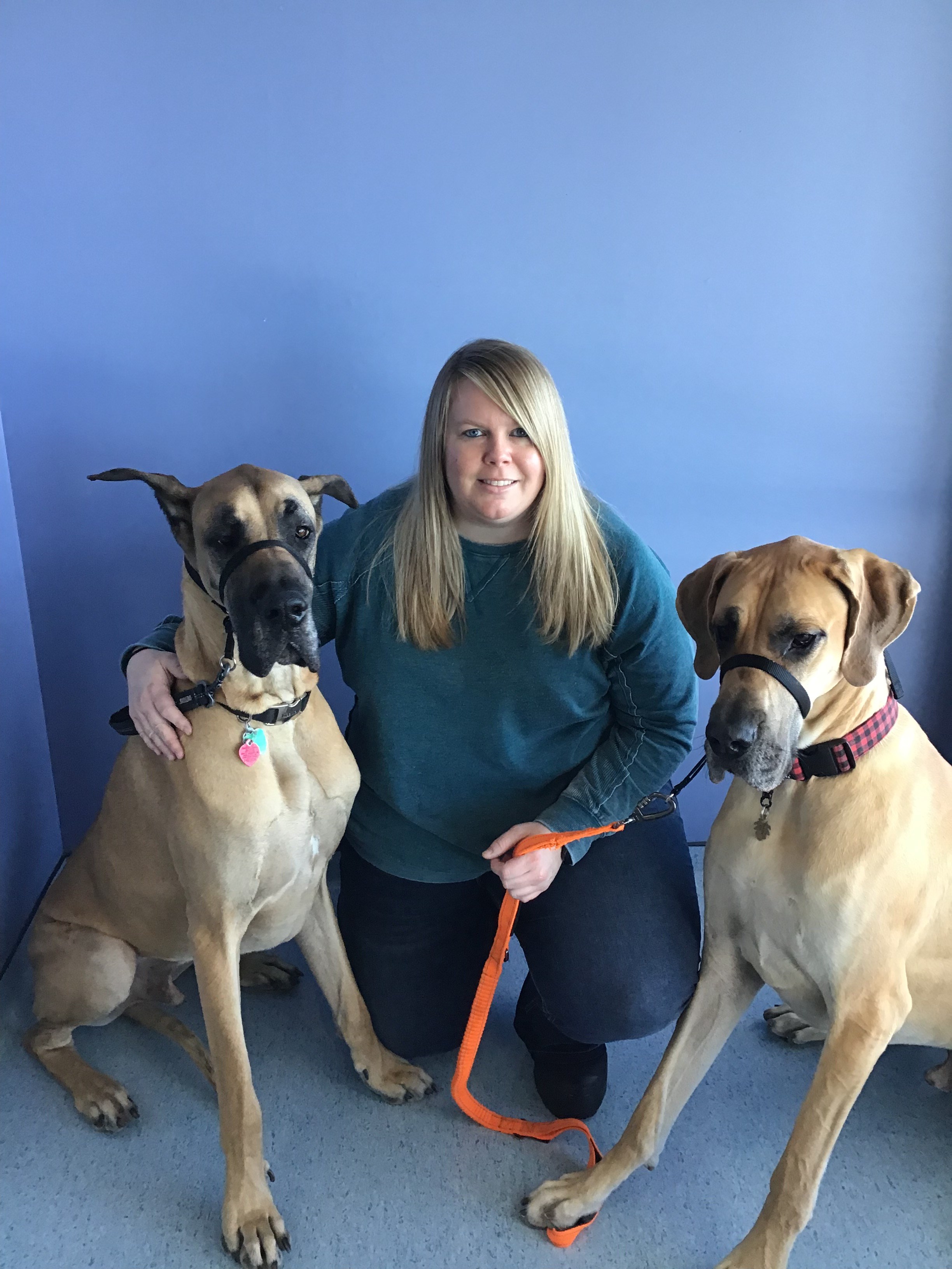 contact our middleton wi veterinarians at all pets veterinary clinic on all pets veterinary clinic middleton wi