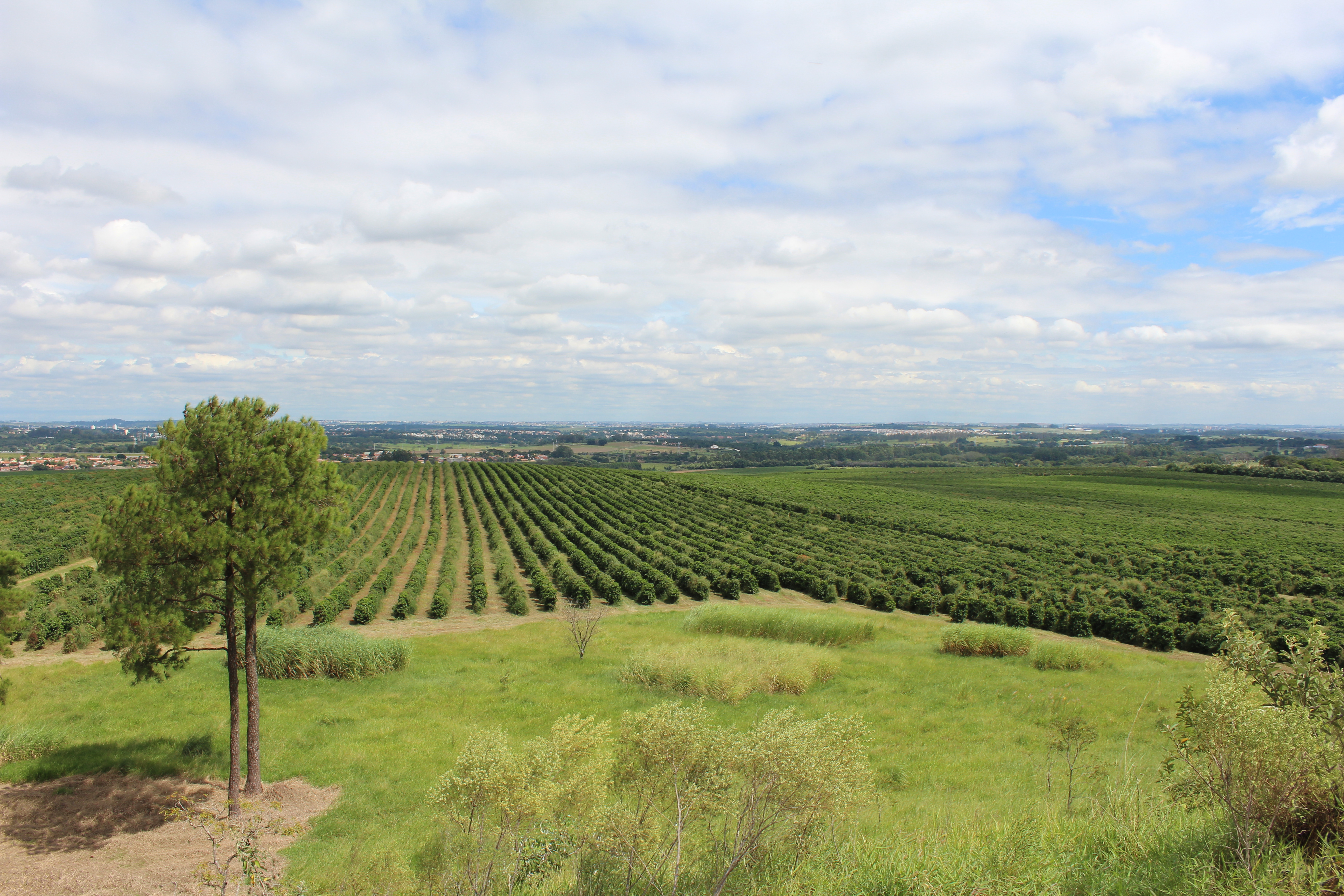 brazilian-coffee-plantations