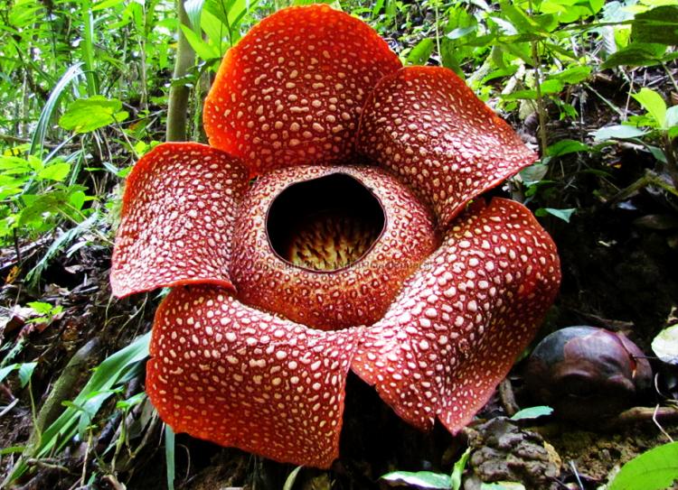 Catat, ada 16 hari libur nasional tahun depan. The World's Strangest Plants