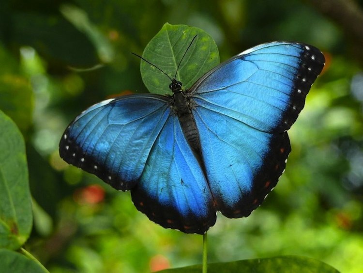 Beautiful butterflies from around the world