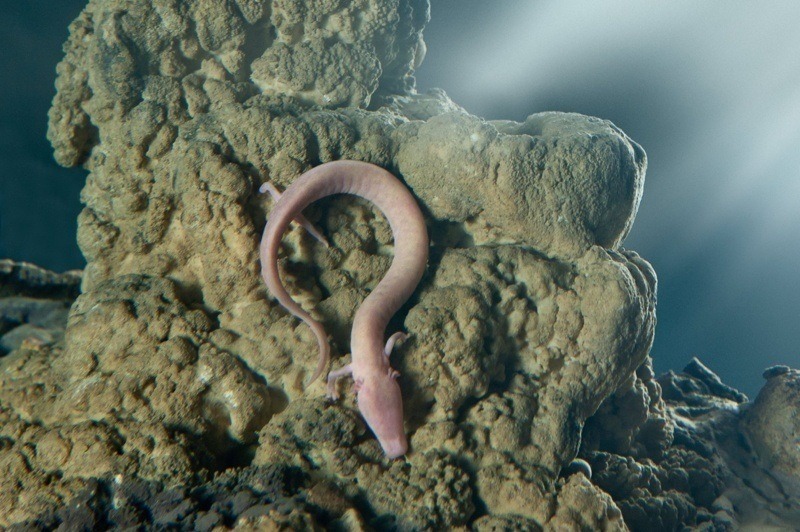 Download scientific diagram | the blind cave salamander, proteus anguinus (from configliachi and rusconi, 1819). "Baby Dragons" Will Soon Hatch In Slovenia