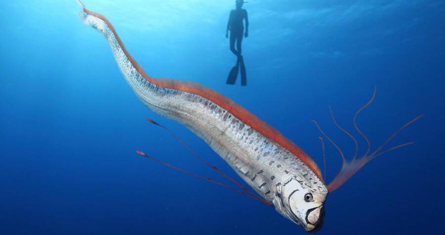 photo Oar Fish Longest meet the giant oarfish the longest bony fish in the world