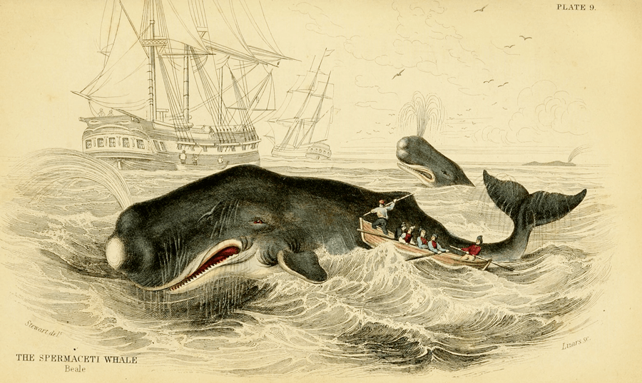 pics Realistic Ocean Creatures Drawings all that s interesting