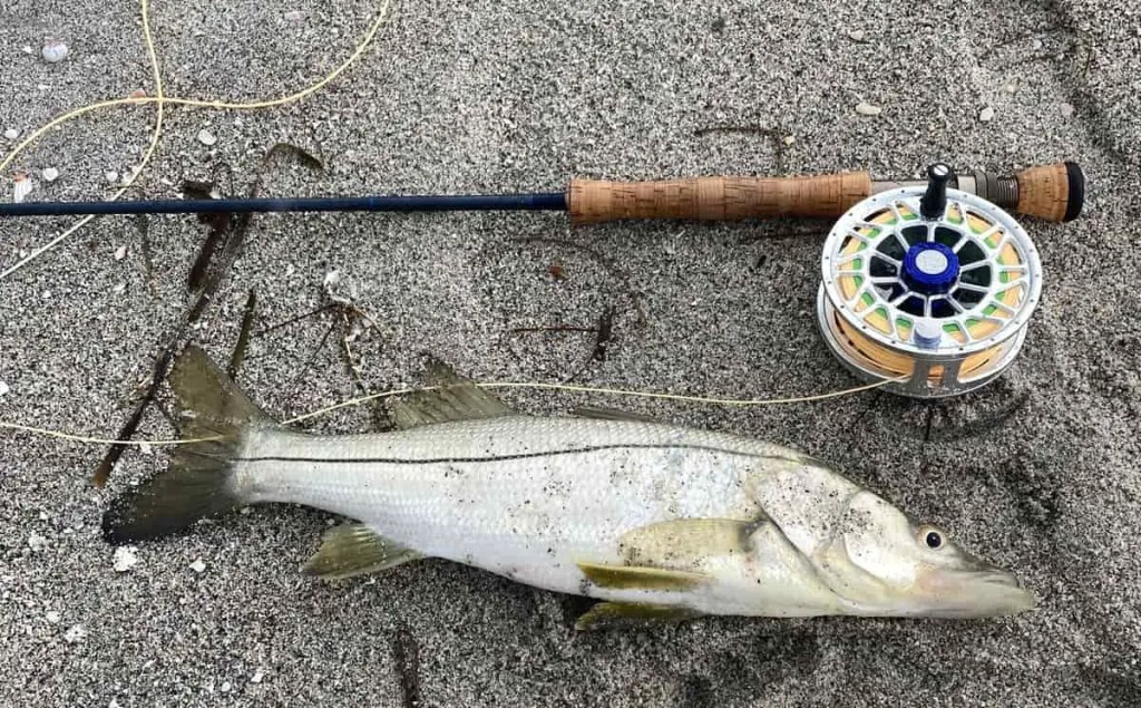 Snook caught on fly.