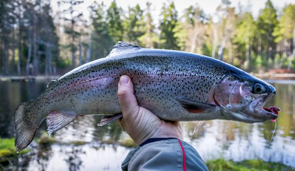 Trout up close.