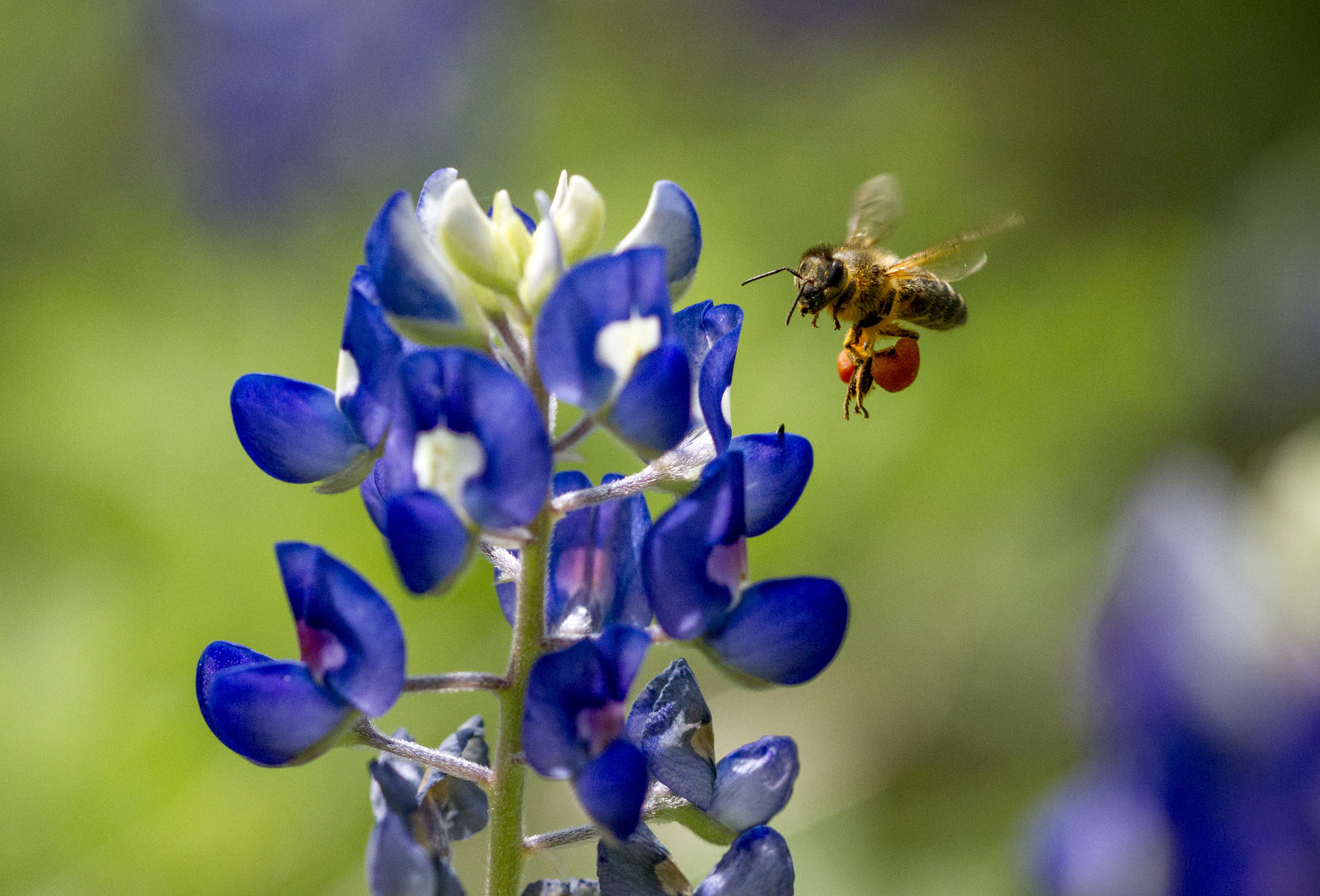 Family life of bees and beekeeping | All you need is Biology