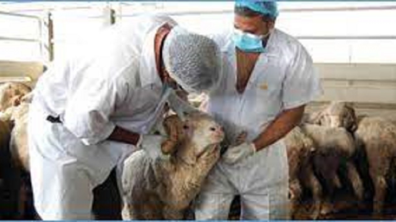 اختفاء شبح تعفن الاضاحي..أونسا ينفذ 2400 زيارة ميدانية لمراقبة الأعلاف