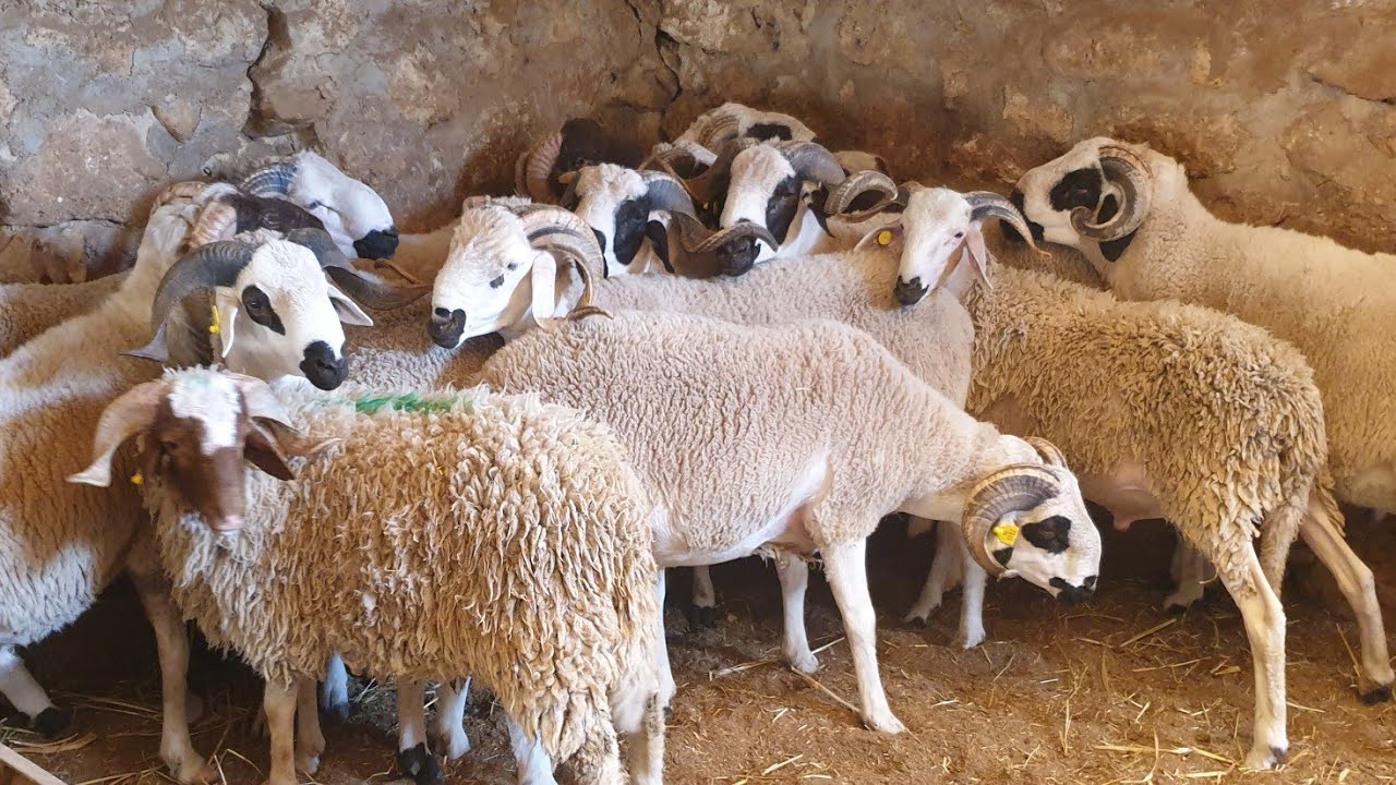 عيد الأضحى.. العرض أكبر من الطلب