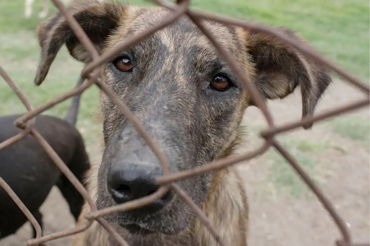 Perro muere ahorcado tras caer desde el techo en el que estaba amarrado 2 Perro murió ahorcado tras caer desde el techo de una casa