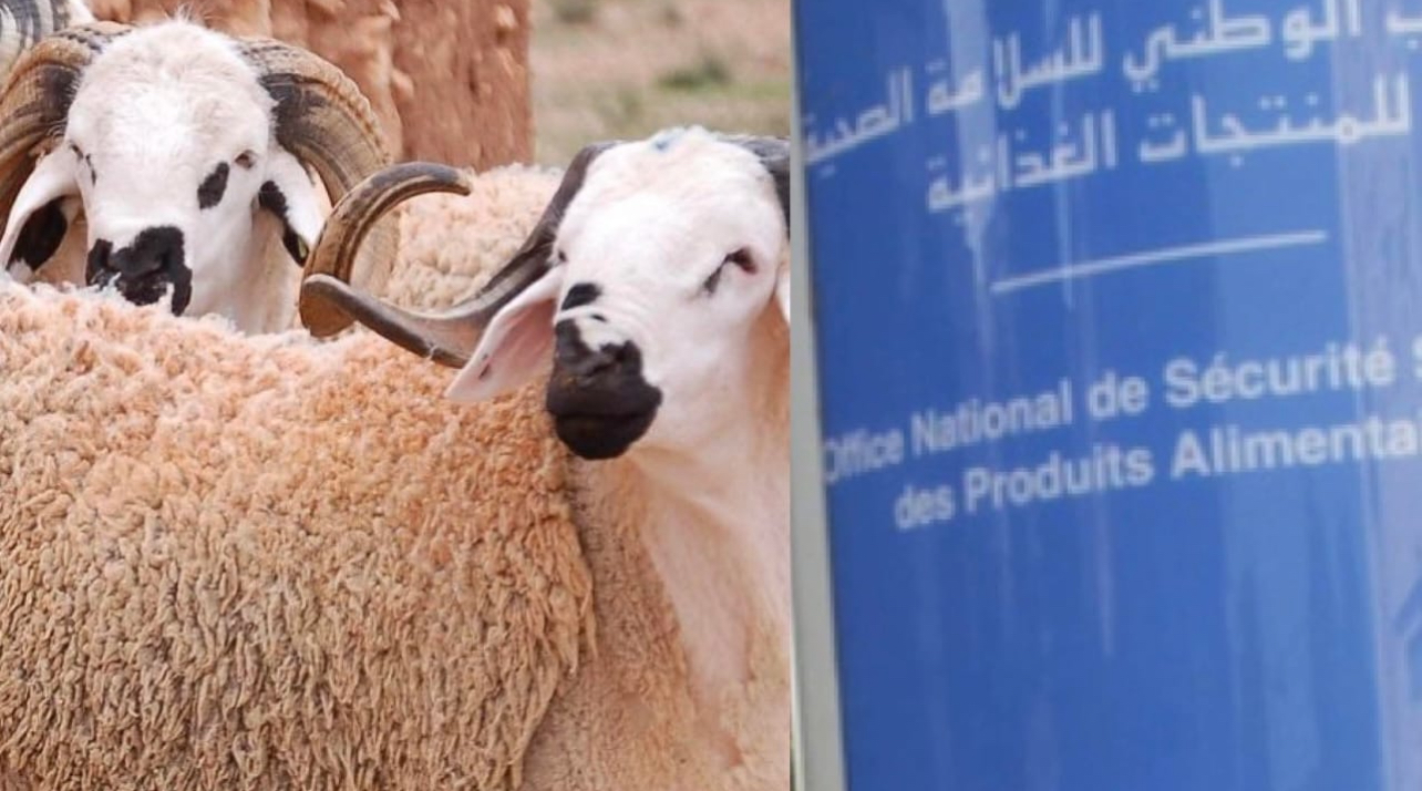 ONSSA يطمئن مربي الماشية بالحوز: القطيع في وضع صحي مستقر وحملة تلقيح مجانية مرتقبة منتصف فبراير