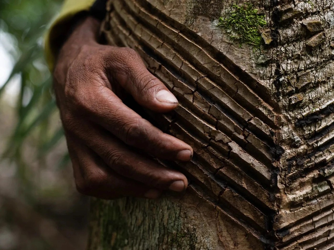 Uma mão humana sobre cortes em uma seringueira