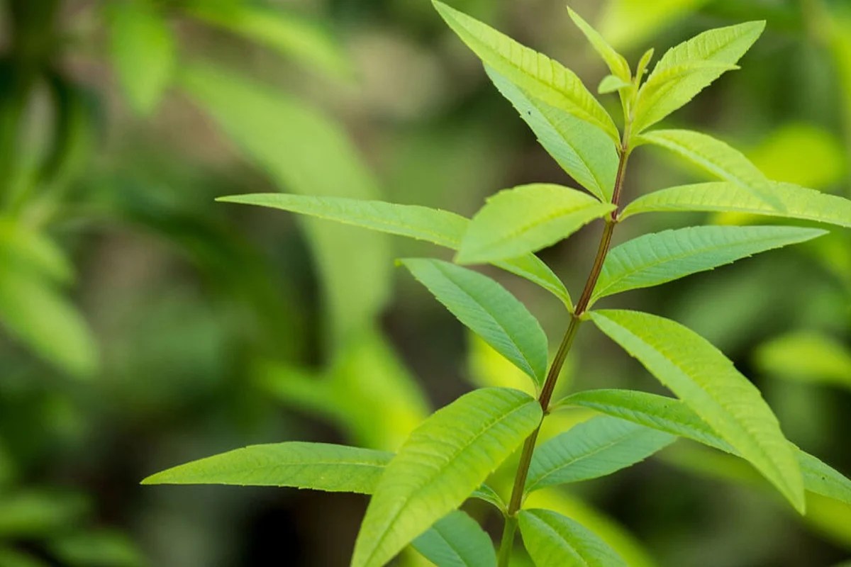 سر الشفاء في مطبخك: هذه العشبة المعجزة &ldquo;صيدلية متكاملة&rdquo; للصحة والعافية!