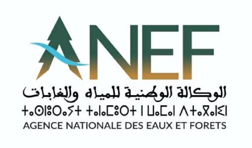 الوكالة الوطنية للمياه والغابات تعزز شراكاتها مع الفاعلين المحليين من أجل تدبير مستدام لغابة الأركان