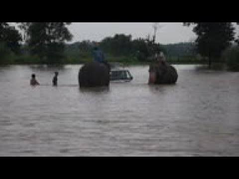 Elefantes arrastrados por riada llegan al río Karnali