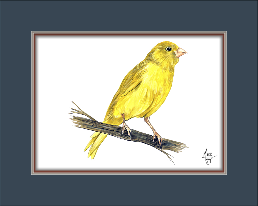 Yellow Canary